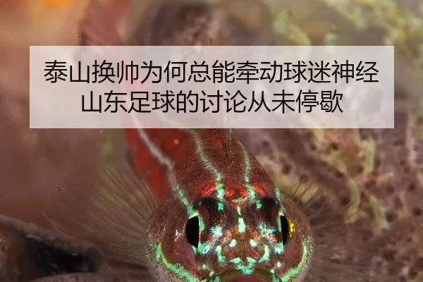 tai-shan-huan-shuai-wei-he-zong-neng-qian-dong-qiu-mi-shen-jing-shan-dong-zu-qiu-de-tao-lun-cong-wei-ting-xie-2-144.jpg